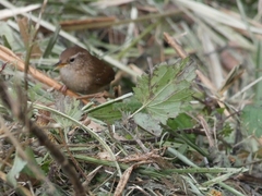 Troglodytes troglodytes