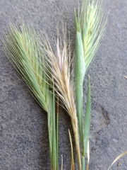 Hordeum