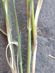 Hordeum