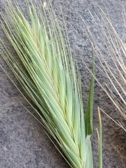 Hordeum