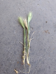 Hordeum