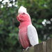 Galah - Photo (c) Lance, some rights reserved (CC BY-NC-ND)