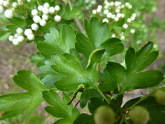 Phyllocoptes goniothorax