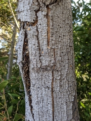 Scolytus