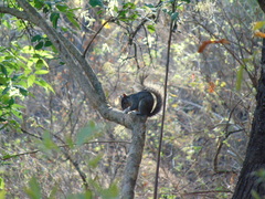 Sciurus oculatus tolucae