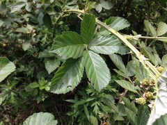 Candicantes