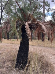 Macrozamia moorei