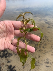 Potamogeton praelongus