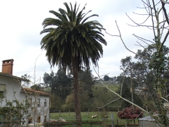 Angiospermae