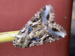 Spodoptera littoralis