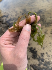 Potamogeton praelongus