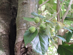 Croton niveus