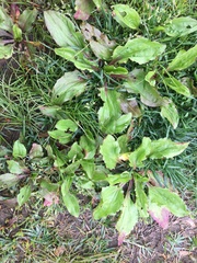 Plantago rugelii