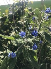 Pentaglottis sempervirens