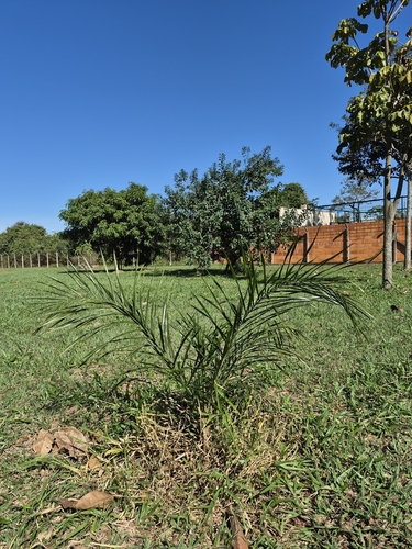 Queen palm