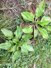 Plantago rugelii