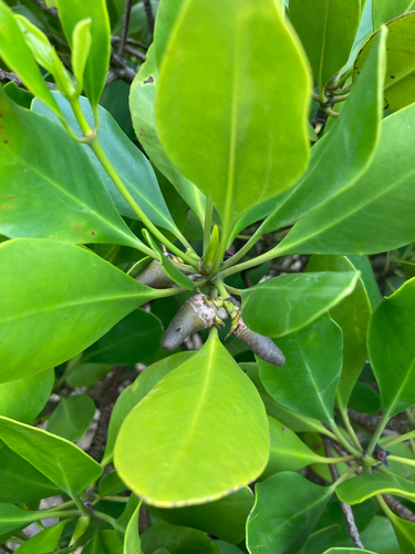 rib-fruited yellow mangrove