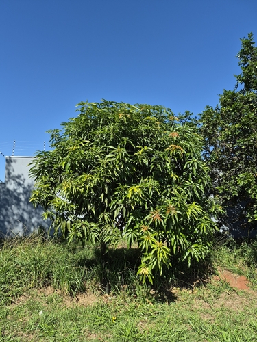 Mangifera indica iNat (1)