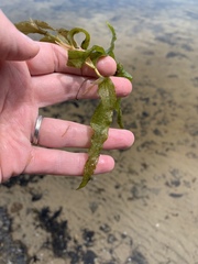 Potamogeton praelongus