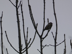 Carduelis carduelis