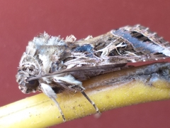 Spodoptera littoralis