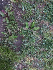 Plantago rugelii