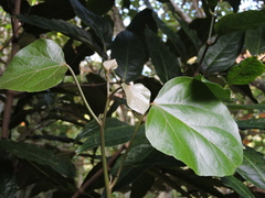 Croton niveus