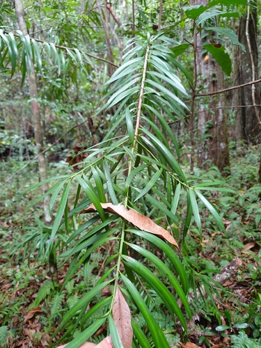Podocarpus coriaceus, photograph 3