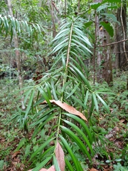 Podocarpus coriaceus, photograph (c) Giovanny Vargas, some rights reserved (CC BY)