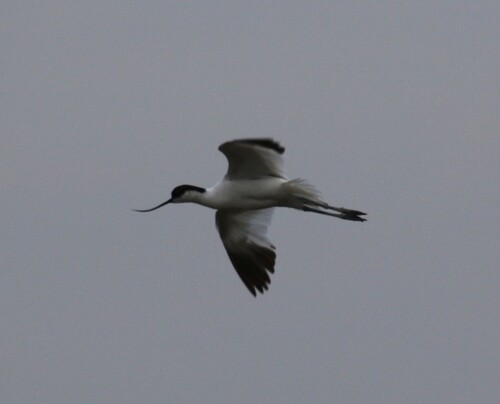 Pied Avocet