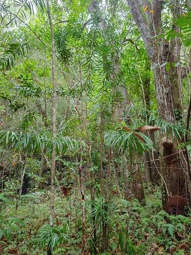 Podocarpus coriaceus, photograph 4