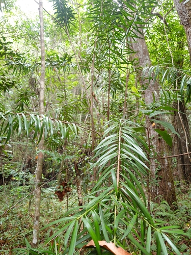 Podocarpus coriaceus, photograph 5