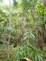 Podocarpus coriaceus, photograph (c) Giovanny Vargas, some rights reserved (CC BY)