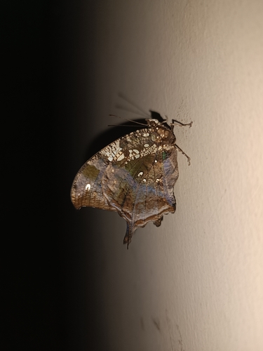 Silver-studded Leafwing
