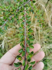 Cotoneaster divaricatus