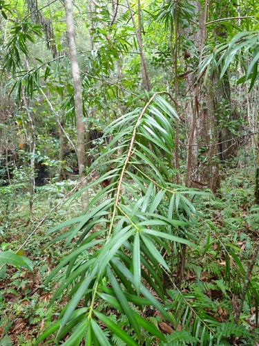 Podocarpus coriaceus, photograph 6