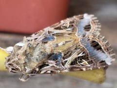 Spodoptera littoralis