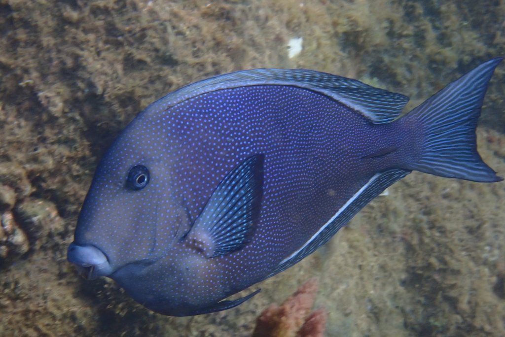 Bluespotted bristletooth (Ctenochaetus marginatus) — Acanthuridae
