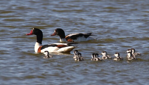 Common Shelduck
