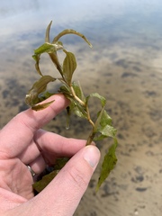 Potamogeton praelongus