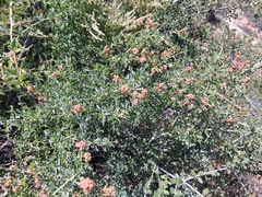 Ceanothus leucodermis, photograph author not stated, no rights reserved