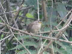 Troglodytes troglodytes