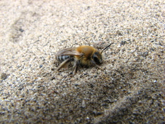 Andrena barbilabris