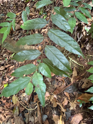 Casearia arborea, 2026-07-03