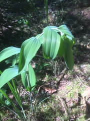 Polygonatum multiflorum