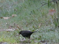Turdus merula