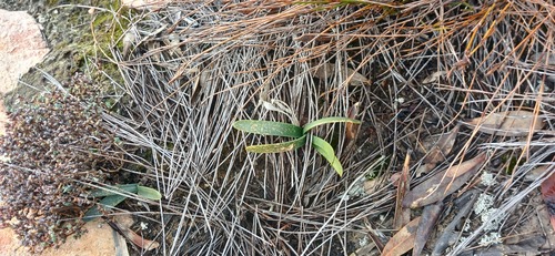 Drimia ecklonii