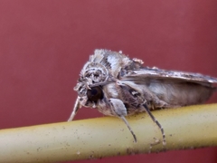 Spodoptera littoralis