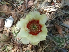 Echinocereus papillosus