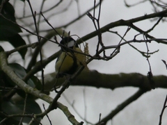 Parus major